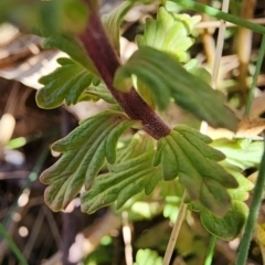 Euphrasia collina subsp. paludosa at Cotter River, ACT - 2 Nov 2023