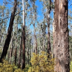 Eucalyptus delegatensis subsp. delegatensis at Cotter River, ACT - 2 Nov 2023