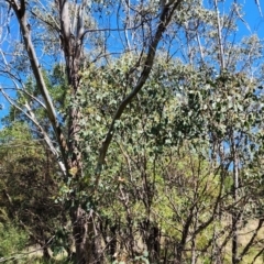 Eucalyptus camphora subsp. humeana at Uriarra Village, ACT - 2 Nov 2023 10:34 AM