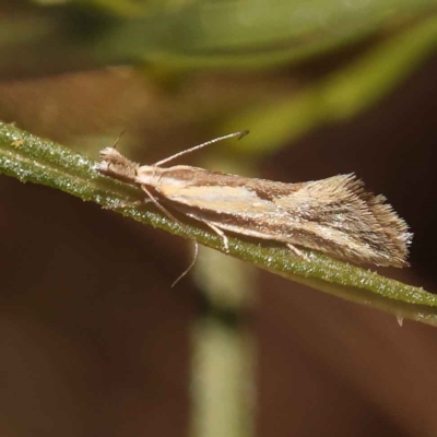 Thema macroscia (A concealer moth) at O'Connor, ACT - 22 Oct 2023 by ConBoekel