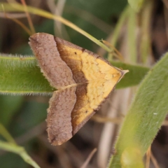 Anachloris subochraria (Golden Grass Carpet) at O'Connor, ACT - 21 Oct 2023 by ConBoekel