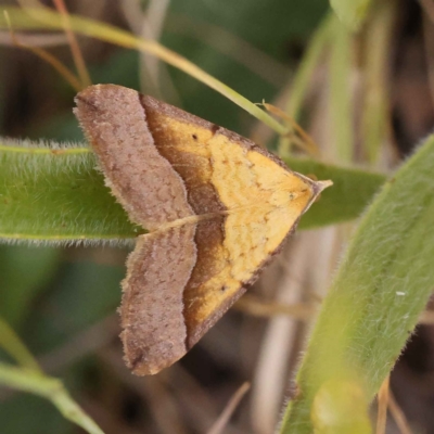 Anachloris subochraria (Golden Grass Carpet (Ennominae)) at O'Connor, ACT - 22 Oct 2023 by ConBoekel
