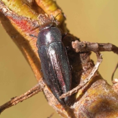 Melobasis sordida (A Melobasis jewel beetle) at O'Connor, ACT - 22 Oct 2023 by ConBoekel