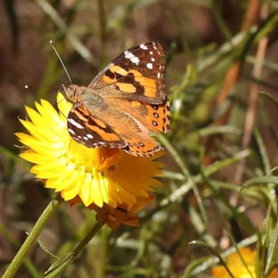 Vanessa kershawi (Australian Painted Lady) at Dryandra St Woodland - 22 Oct 2023 by ConBoekel