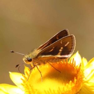 Taractrocera papyria at O'Connor, ACT - 22 Oct 2023