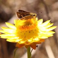 Taractrocera papyria at O'Connor, ACT - 22 Oct 2023