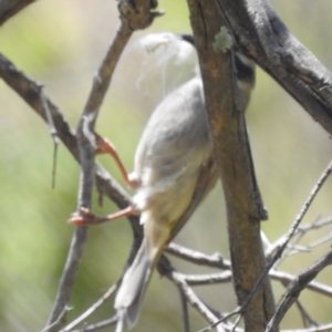 Melithreptus brevirostris at Tuggeranong, ACT - 1 Nov 2023 12:18 PM