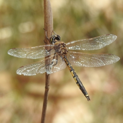 Hemicordulia tau (Tau Emerald) at Tuggeranong, ACT - 1 Nov 2023 by HelenCross