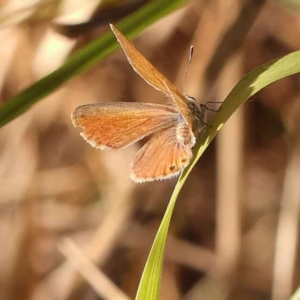 Nacaduba biocellata at O'Connor, ACT - 22 Oct 2023 11:18 AM