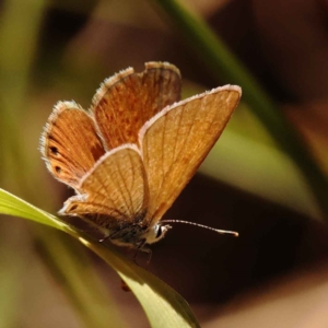 Nacaduba biocellata at O'Connor, ACT - 22 Oct 2023