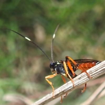 Ichneumonidae (family) (Unidentified ichneumon wasp) at Tuggeranong, ACT - 1 Nov 2023 by HelenCross
