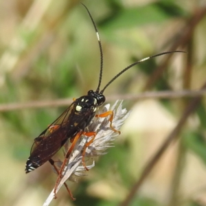 Ichneumonidae (family) at Lions Youth Haven - Westwood Farm A.C.T. - 1 Nov 2023