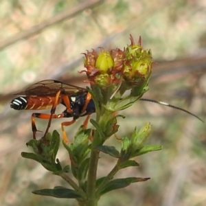 Ichneumonidae (family) at Lions Youth Haven - Westwood Farm A.C.T. - 1 Nov 2023 12:40 PM