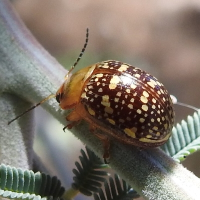 Paropsis pictipennis (Tea-tree button beetle) at Tuggeranong, ACT - 1 Nov 2023 by HelenCross