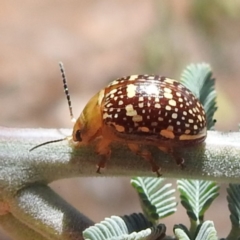 Paropsis pictipennis at Tuggeranong, ACT - 1 Nov 2023 12:47 PM