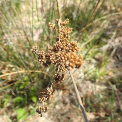 Juncus australis (Australian Rush) at Tuggeranong, ACT - 1 Nov 2023 by HelenCross