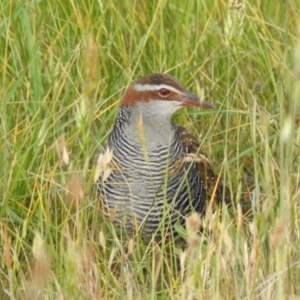 Gallirallus philippensis at Molonglo Valley, ACT - 1 Nov 2023 06:49 AM