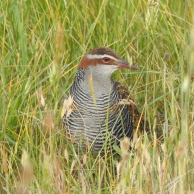 Gallirallus philippensis (Buff-banded Rail) at National Arboretum Forests - 31 Oct 2023 by HelenCross