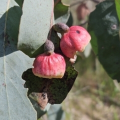 Eucalyptus insect gall at The Pinnacle - 31 Oct 2023 by sangio7