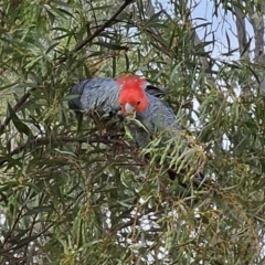 Callocephalon fimbriatum (Gang-gang Cockatoo) at Belconnen, ACT - 1 Nov 2023 by sangio7