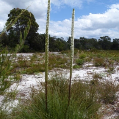 Xanthorrhoea fulva (Wallum Grasstree) at Brunswick Heads, NSW - 25 Oct 2020 by Sanpete