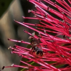 Hylaeus (Prosopisteron) littleri at Commonwealth Park (CWP) - 2 Nov 2023 01:05 PM