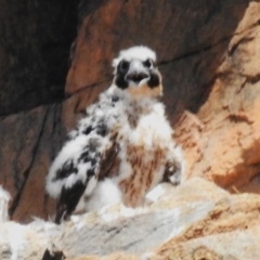 Falco peregrinus (Peregrine Falcon) at Kambah, ACT - 2 Nov 2023 by JohnBundock