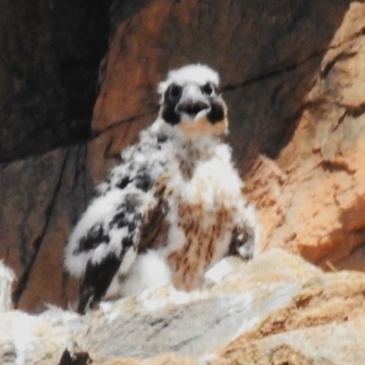 Falco peregrinus (Peregrine Falcon) at Kambah, ACT - 2 Nov 2023 by JohnBundock