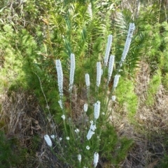 Epacris sp. (Heath) at Brunswick Heads, NSW - 21 Aug 2021 by Sanpete