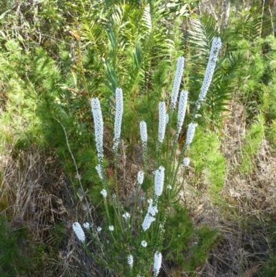 Epacris sp. (Heath) at Brunswick Heads, NSW - 21 Aug 2021 by Sanpete