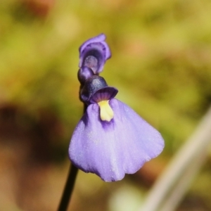 Utricularia dichotoma at Tuggeranong, ACT - 2 Nov 2023 12:42 PM