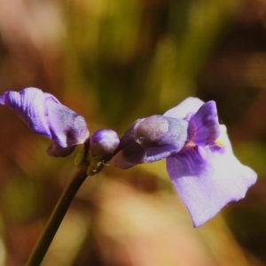 Utricularia dichotoma at Tuggeranong, ACT - 2 Nov 2023 12:42 PM