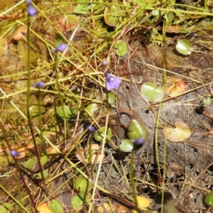 Utricularia dichotoma at Tuggeranong, ACT - 2 Nov 2023 12:42 PM