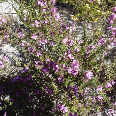 Tetratheca thymifolia (Black-eyed Susan) at Brunswick Heads, NSW - 21 Aug 2021 by Sanpete