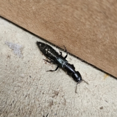 Thyreocephalus sp. (genus) (Rove beetle) at Braidwood, NSW - 2 Nov 2023 by MatthewFrawley