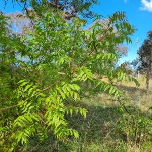 Pistacia chinensis at Farrer, ACT - 2 Nov 2023 04:12 PM