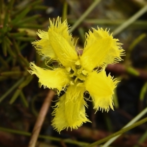 Nymphoides sp. at Tuggeranong, ACT - 2 Nov 2023