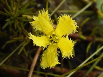 Nymphoides sp. (A Marshwort) at Tuggeranong, ACT - 2 Nov 2023 by JohnBundock