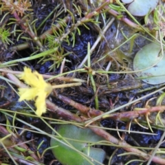 Nymphoides sp. at Tuggeranong, ACT - 2 Nov 2023