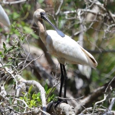 Platalea regia (Royal Spoonbill) at Capalaba, QLD - 2 Nov 2023 by TimL