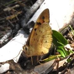 Heteronympha merope (Common Brown Butterfly) at Bullen Range - 2 Nov 2023 by JohnBundock