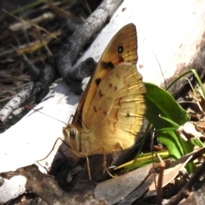 Heteronympha merope (Common Brown Butterfly) at Tuggeranong, ACT - 2 Nov 2023 by JohnBundock