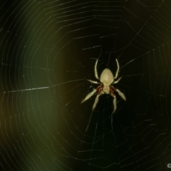 Unidentified Spider (Araneae) at Brunswick Heads, NSW - 24 Oct 2023 by LockyC