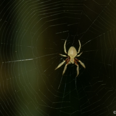 Unidentified Spider (Araneae) at Brunswick Heads, NSW - 24 Oct 2023 by LockyC