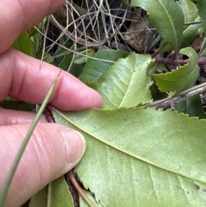 Arbutus unedo at Aranda, ACT - 2 Nov 2023