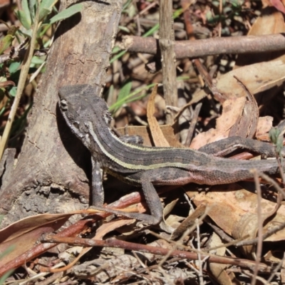 Unidentified Dragon at Tuggeranong, ACT - 2 Nov 2023 by SandraH