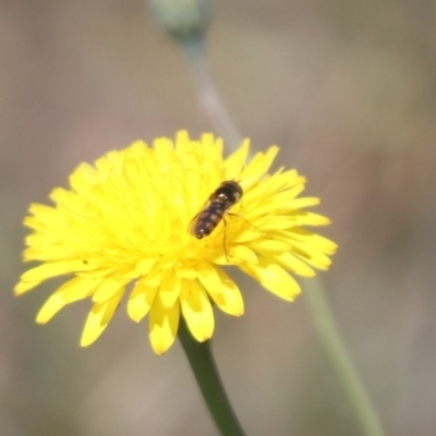 Syrphini sp. (tribe) (Unidentified syrphine hover fly) at Mulanggari Grasslands - 1 Nov 2023 by HappyWanderer