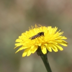 Syrphini sp. (tribe) at Gungahlin, ACT - 1 Nov 2023