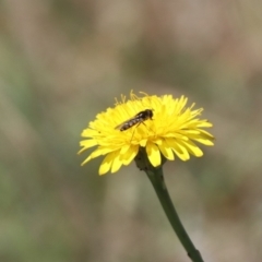 Syrphini sp. (tribe) at Gungahlin, ACT - 1 Nov 2023