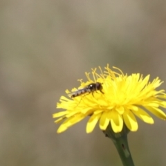 Syrphini sp. (tribe) at Gungahlin, ACT - 1 Nov 2023